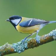 Club de l'amitié "Les Mésanges"