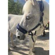 Les Poneys du Montbrison