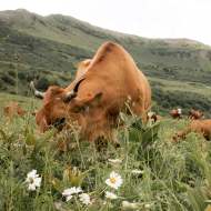 Le Beaufort des Montagnes
