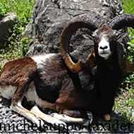 Taxidermiste - Suppo Michel