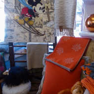 Un champ de marguerites