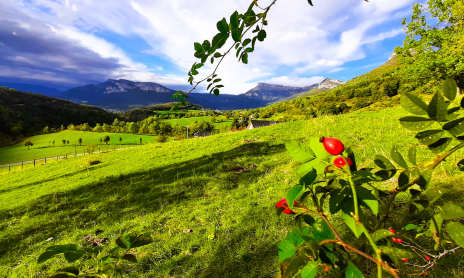 Balade gourmande : Plantes sauvages comestibles et médicinales