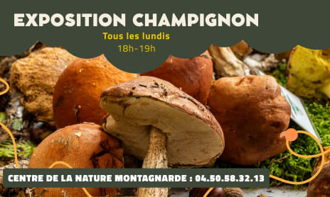 Exposition de champignons