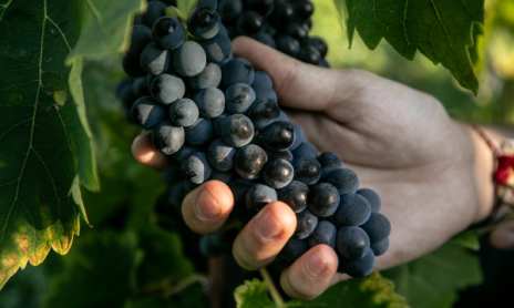 Atelier Découverte "100% Syrah"  - M.CHAPOUTIER