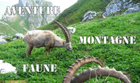 Hiking wildlife