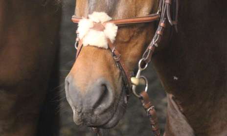 Cours d'équitation