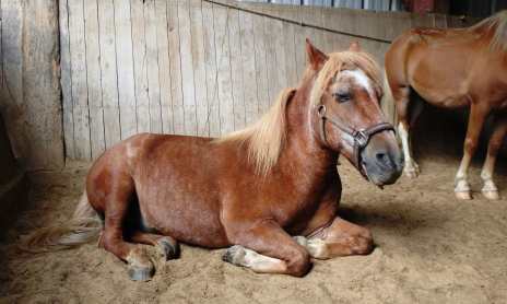 Cours particulier d'équitation pour personne handi