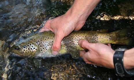 Giffre river