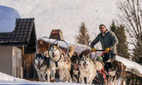 Balade en chiens de traîneaux