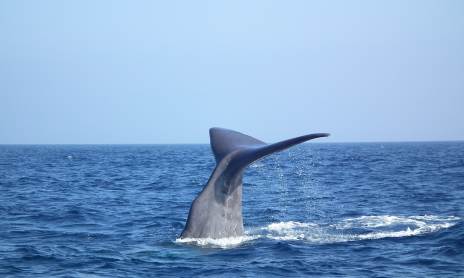 Horizon large: Discovering dolphins and whales offshore