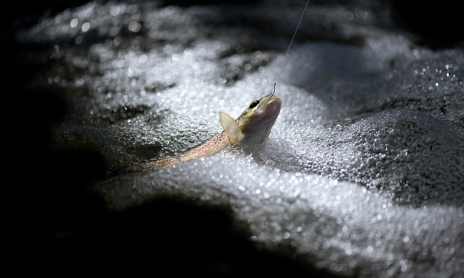 Parcours pêche « 1 poisson » sur le Doron de Belleville en amont des Ménuires