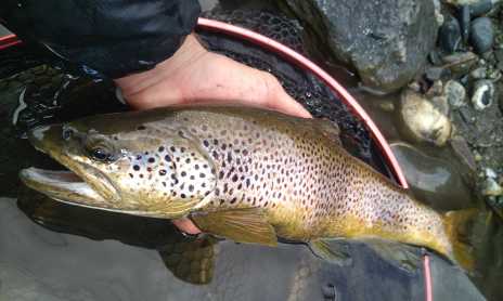 Stage de pêche de la truite aux leurres