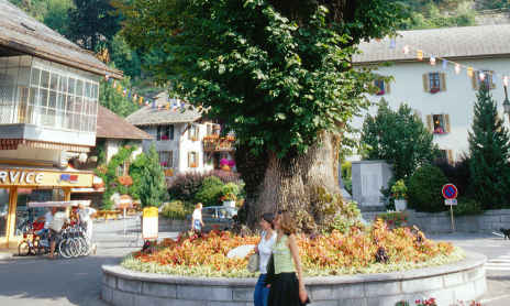 The Big Lime Tree