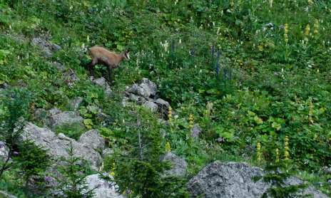 Sortie Faune à l'affut des chamois