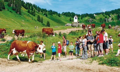 Randonnée et goûter à l'alpage de Barbossine