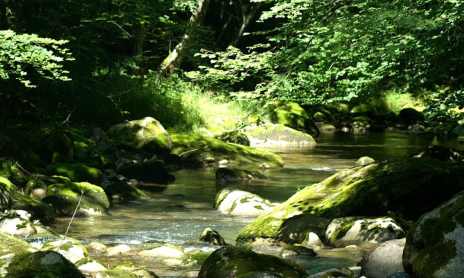 Parcours pêche, Le Brevon à Bellevaux