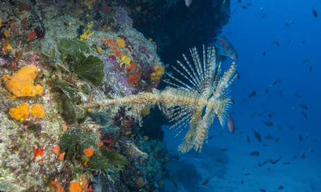 Explorations - Lecques Aquanaut