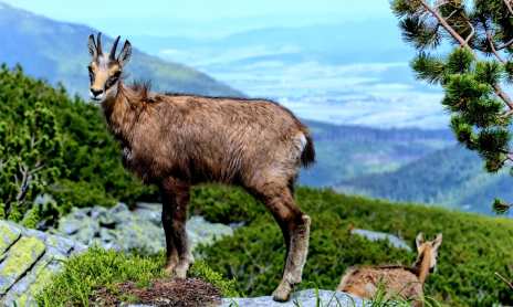 Half-day hike: chamois observation
