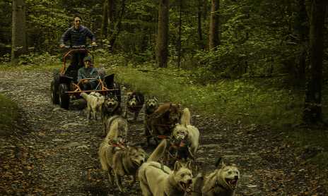 Dog Karting