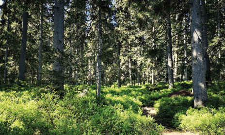 Forest discovery trail - walking trail