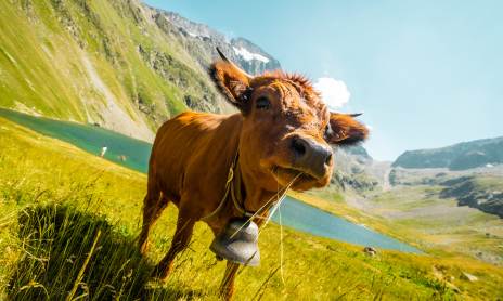 Hiking - Grand Tour of the Muzelle and Lauvitel lakes