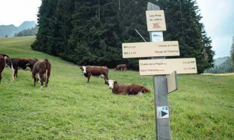 Visit of the Féto farm in the mountain pastures