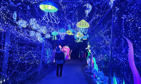 6ème Festival Lumières Sauvages au safari de Peaugres