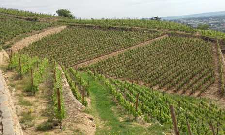 Vignobles Roland Grangier