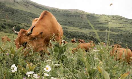 Le Beaufort des Montagnes