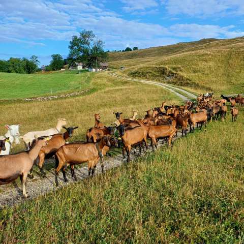 Projection « De la terre à l’assiette, à la rencontre des producteurs des Quatre Rivières »