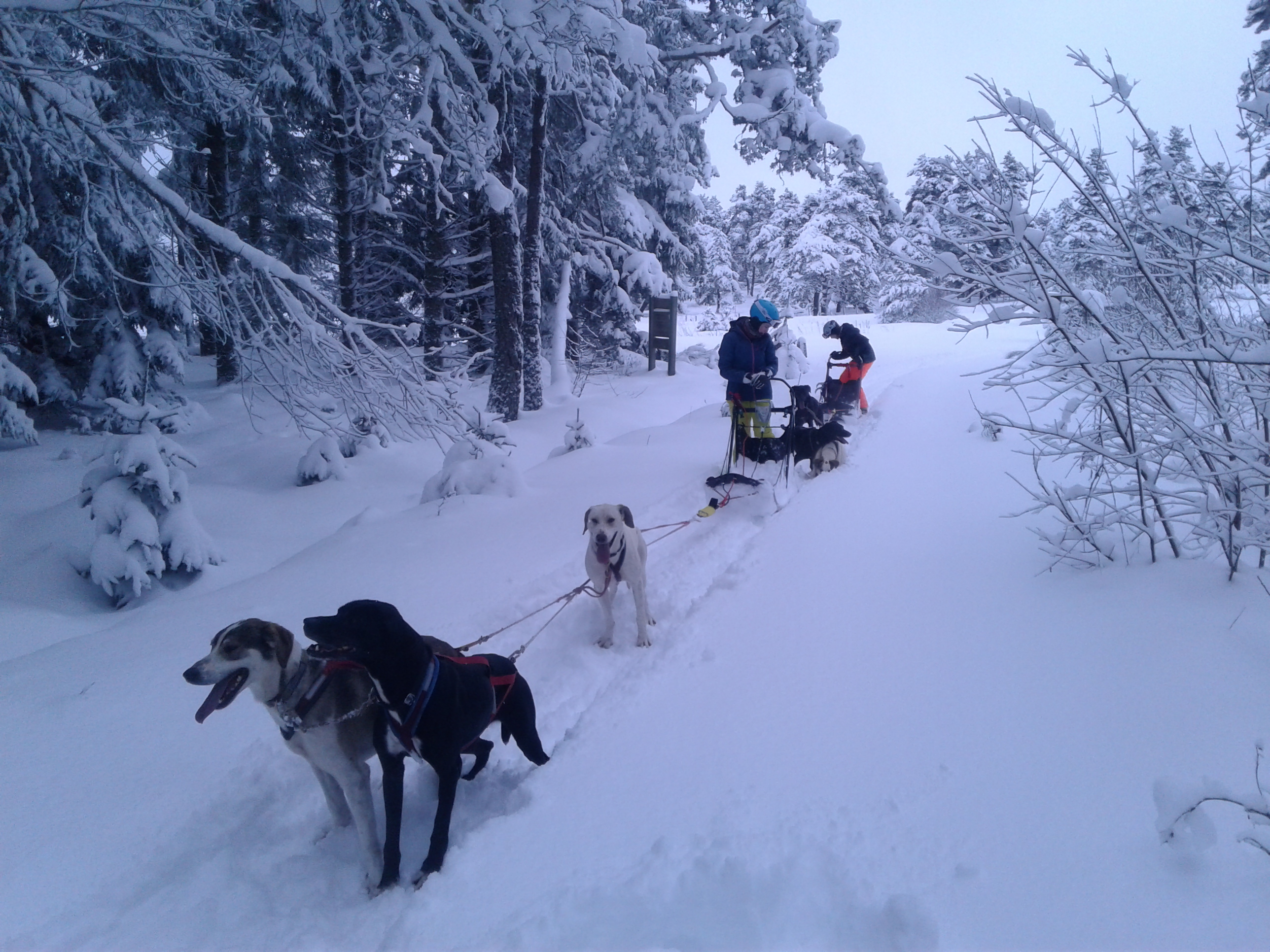 Traineau À Chien Haute Tarentaise – OHYDHC