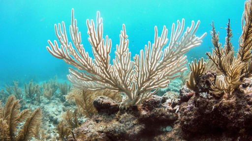 Figure-1_Bent_Sea_Rod_Bleaching_15011207807_o3tjvi