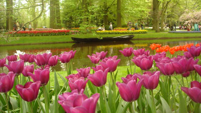 En park fylld med tulpaner i olika f�rger. Genom parken g�r en liten kanal