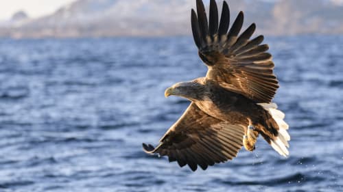 Havs�rnssafari