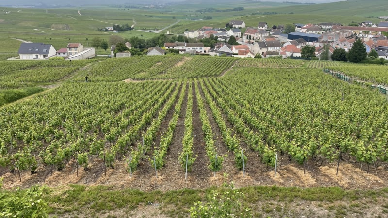 Cote des Blancs och Reims