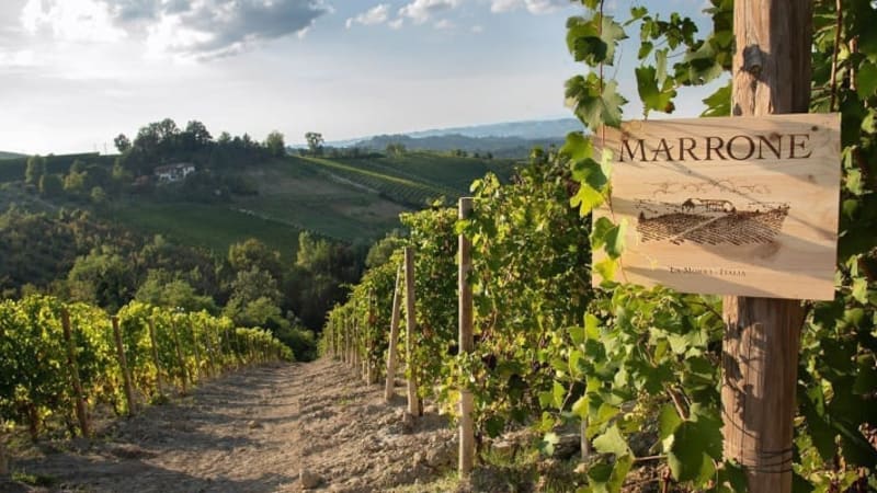 Barbaresco - La Morra