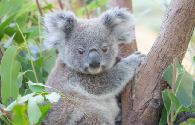 CURRUMBIN WILDLIFE SANCTUARY