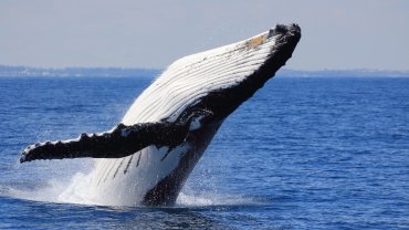 Whale Watching
