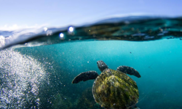 Snorkelling Tour