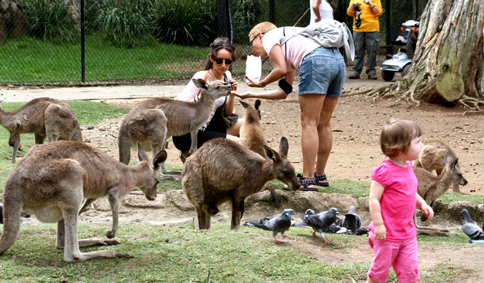 Currumbin Wildlife Sanctuary 
