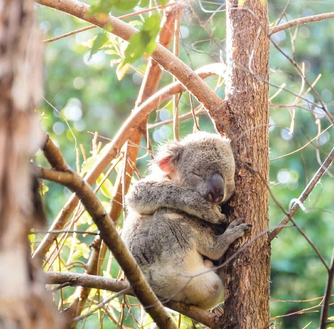 Currumbin Wildlife Sanctuary