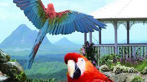 Maleny Botanic & Bird World