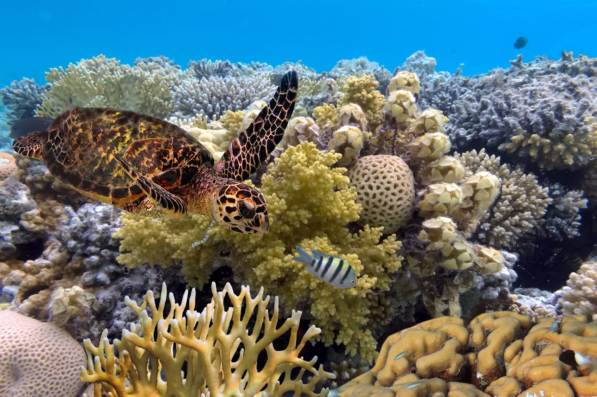 GREAT BARRIER REEF