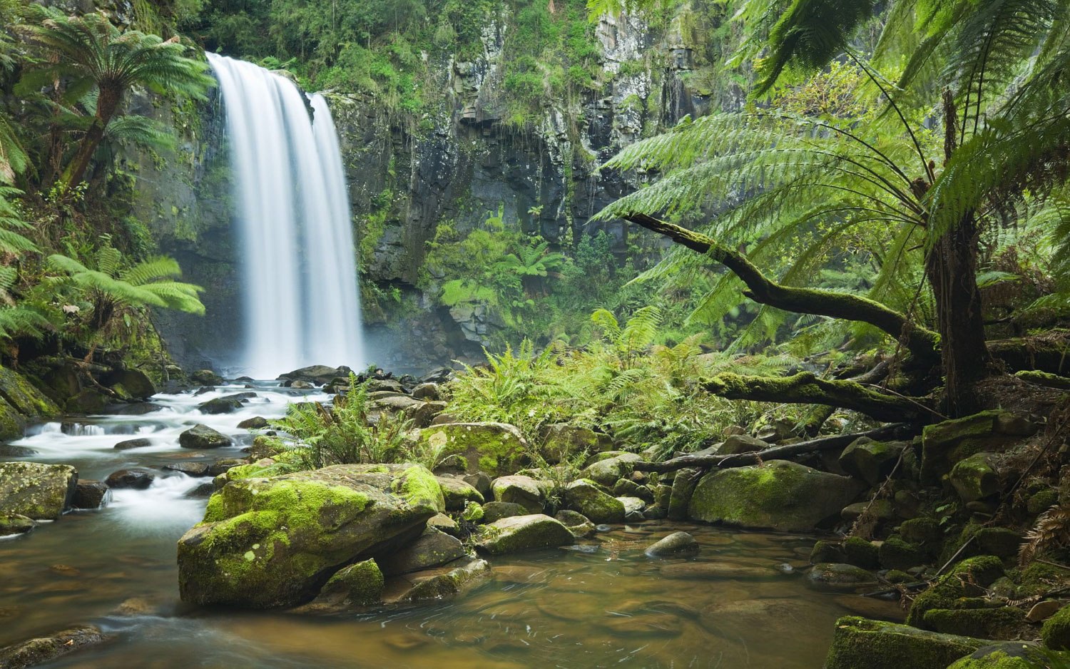 DAINTREE RAINFOREST