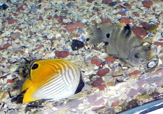 Merimbula Wharf & Aquarium 