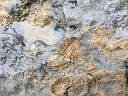 Fossil Walk