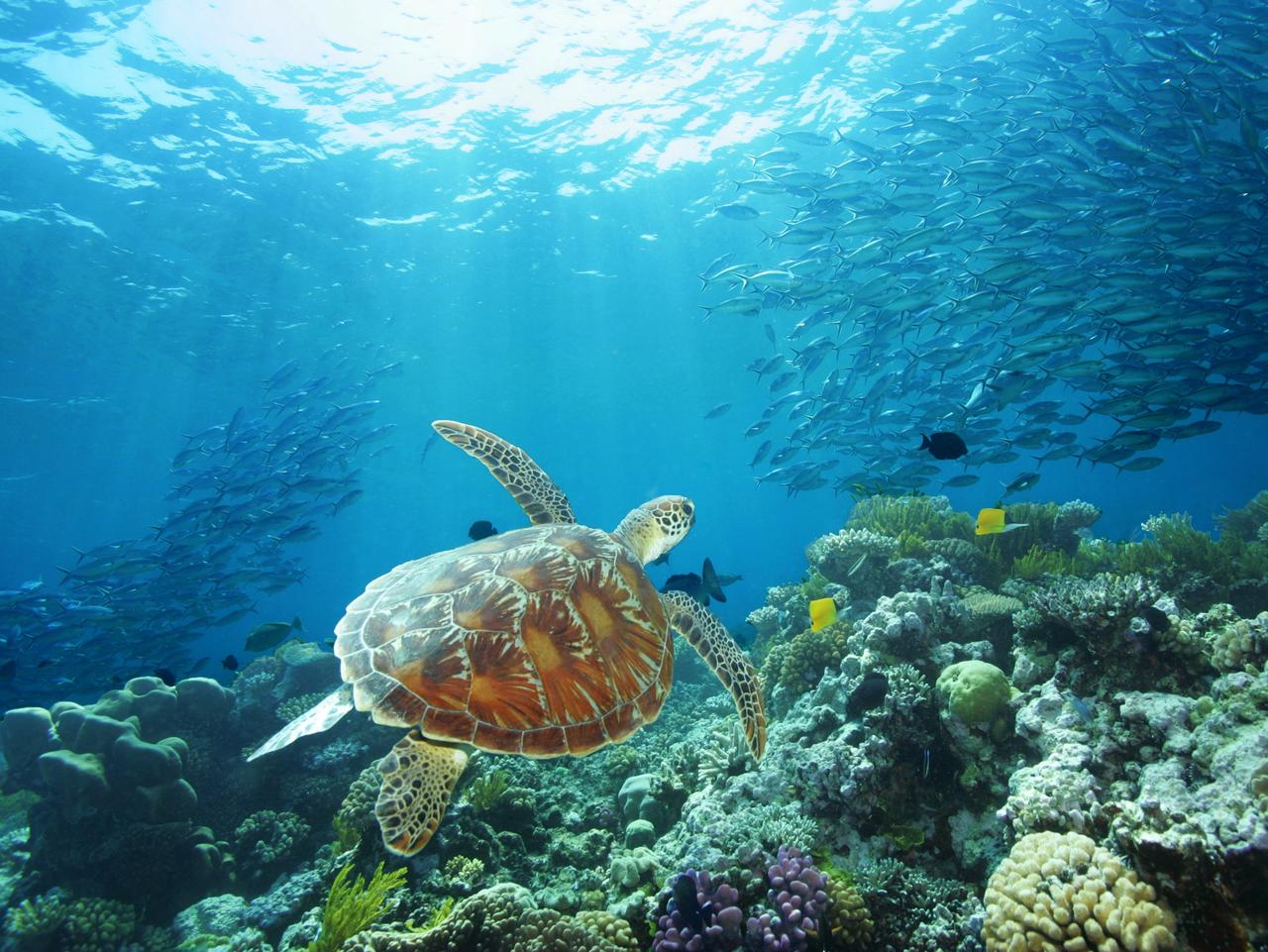 GREAT BARRIER REEF