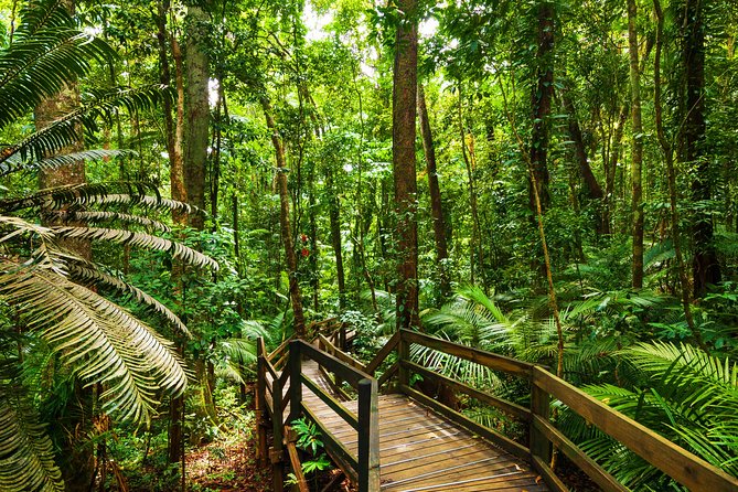 DAINTREE RAINFOREST