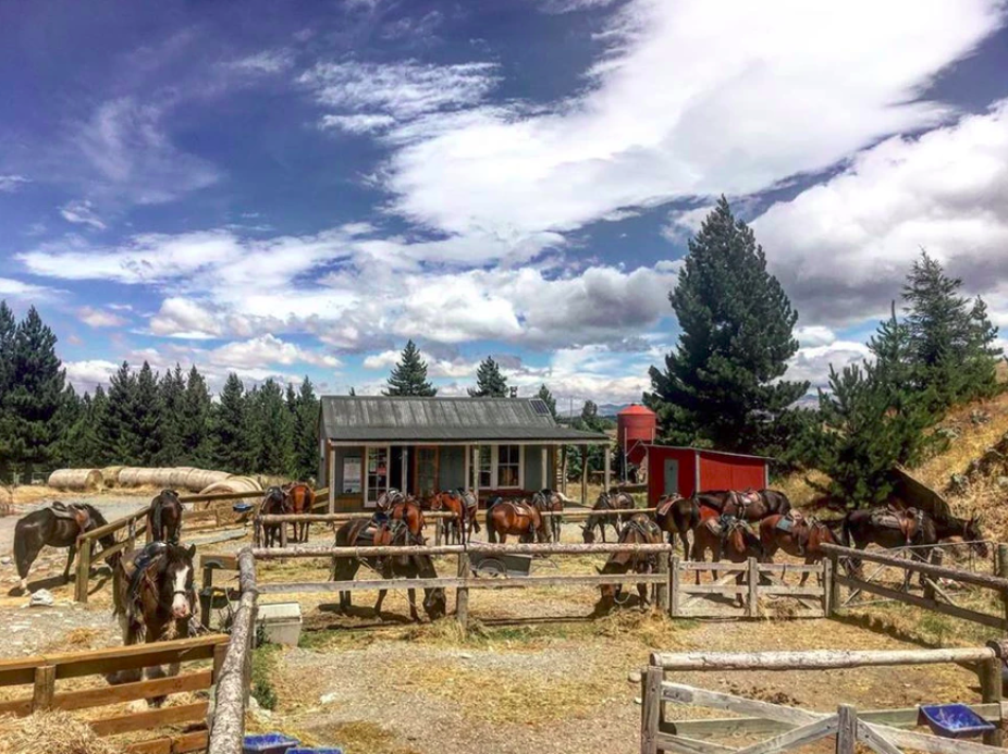 Mackenzie Alpine Horse Trekking