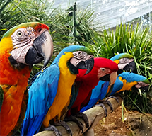 Maleny Botanic Gardens & Bird World
